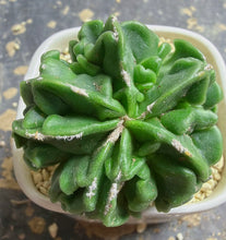 Load image into Gallery viewer, Astrophytum myriostigma cv. Onzuka f. tricostatum Fukuryiu
