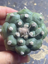 Load image into Gallery viewer, Astrophytum asterias cv. Kikko
