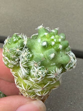 Load image into Gallery viewer, Mammillaria herrerae
