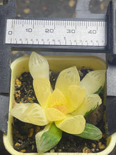 Load image into Gallery viewer, Haworthia variegated
