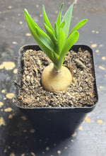 Load image into Gallery viewer, Albuca fagaroides
