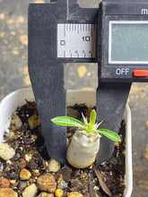 Load image into Gallery viewer, Pachypodium eburneum
