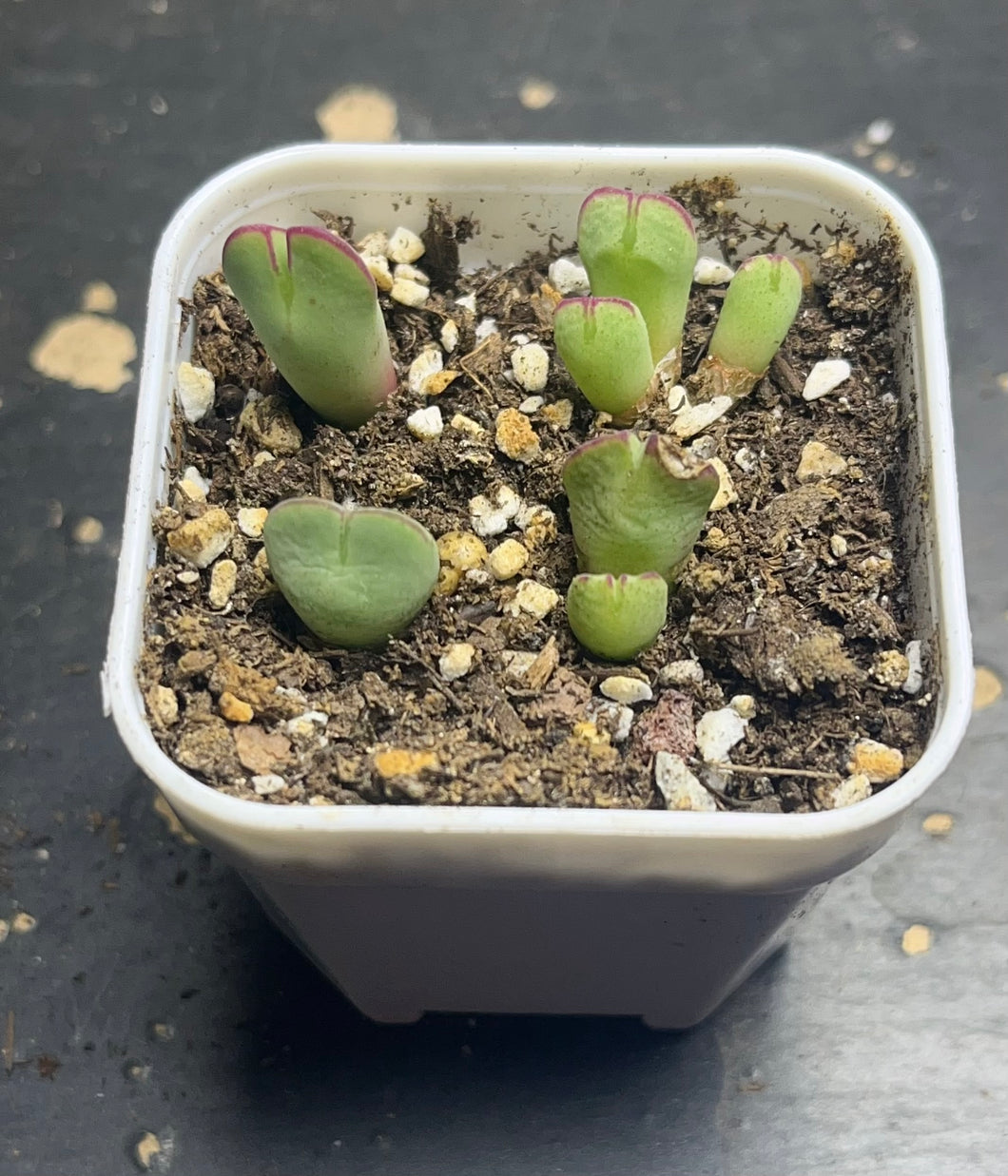 Conophytum mundum（ whole pot)
