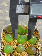 Load image into Gallery viewer, Conophytum Burgeri（each）
