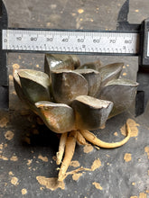 Load image into Gallery viewer, Haworthia Crystal Ball
