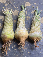 Load image into Gallery viewer, Dorstenia foetida （each)
