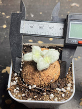 Load image into Gallery viewer, Sinningia leucotricha (Hoehne) H. E. Moore (bigger)
