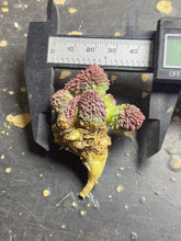 Load image into Gallery viewer, Adromischus marianiae &#39;Herrei&#39;
