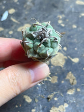 Load image into Gallery viewer, Turbinicarpus klinkerianus Huizache
