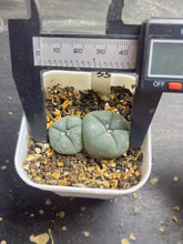 Load image into Gallery viewer, Lophophora peyote

