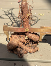 Load image into Gallery viewer, Operculicarya hyphaenoides
