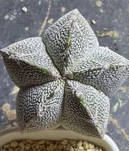 Load image into Gallery viewer, ASTROPHYTUM MYRIOSTIGMA CV. ONZUKA F. CRESTATA
