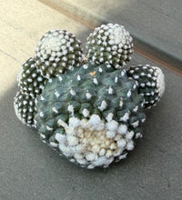 Load image into Gallery viewer, Copiapoa tenuissima
