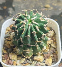 Load image into Gallery viewer, Euphorbia columnaris
