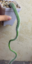 Load image into Gallery viewer, Monkey tail
