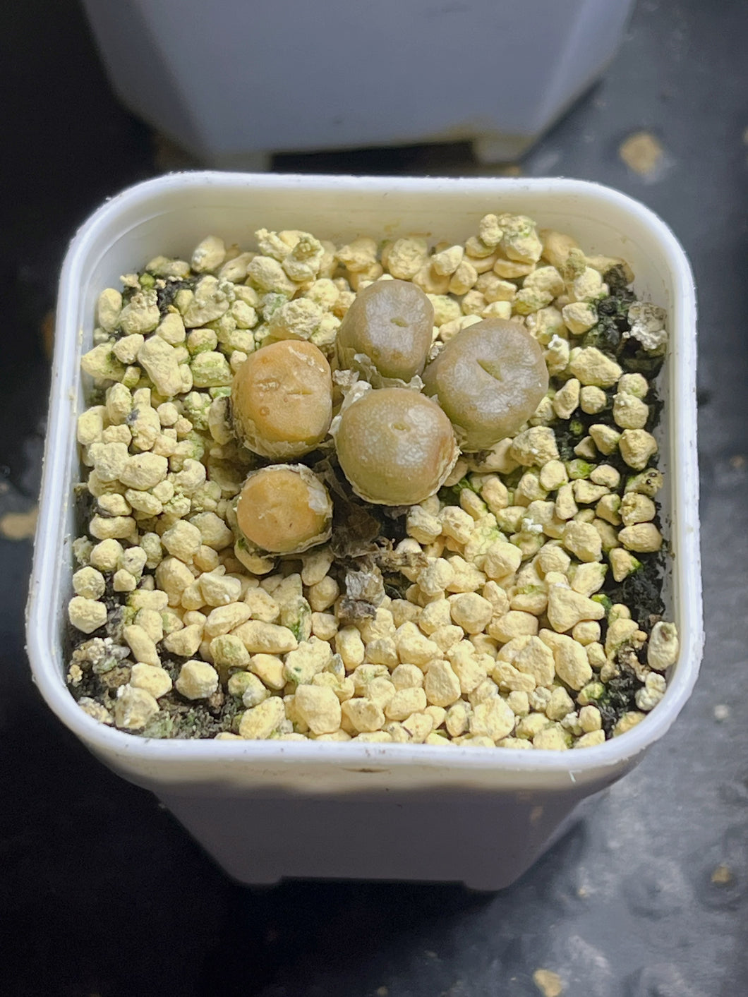 Conophytum