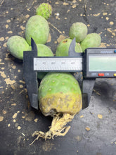 Load image into Gallery viewer, Tephrocactus geometricus
