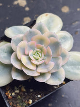 Load image into Gallery viewer, Echeveria Runyonii variegate
