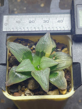 Load image into Gallery viewer, Haworthia mutica var. nigra variegated
