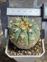 Load image into Gallery viewer, GYMNOCALYCIUM spegazzinii v.unguispinum

