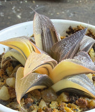 Load image into Gallery viewer, Haworthia variegated
