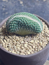 Load image into Gallery viewer, Strombocactus disciformis crested
