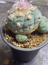 Load image into Gallery viewer, Lophophora peyote
