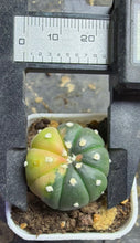Load image into Gallery viewer, Astrophytum asterias Variegated
