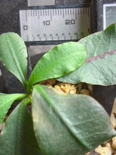 Load image into Gallery viewer, Euphorbia subapoda
