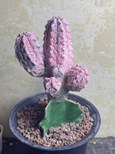 Load image into Gallery viewer, Euphorbia abdelkuri Variegated

