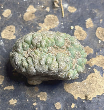 Load image into Gallery viewer, Lophophora peyote crested

