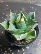 Load image into Gallery viewer, Agave titanota the crazy
