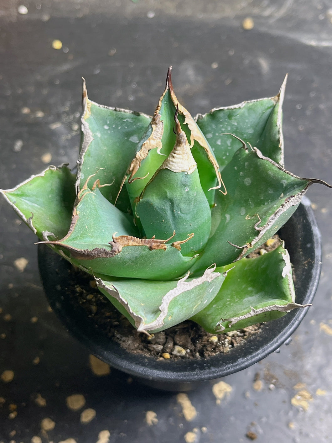 Agave titanota the crazy