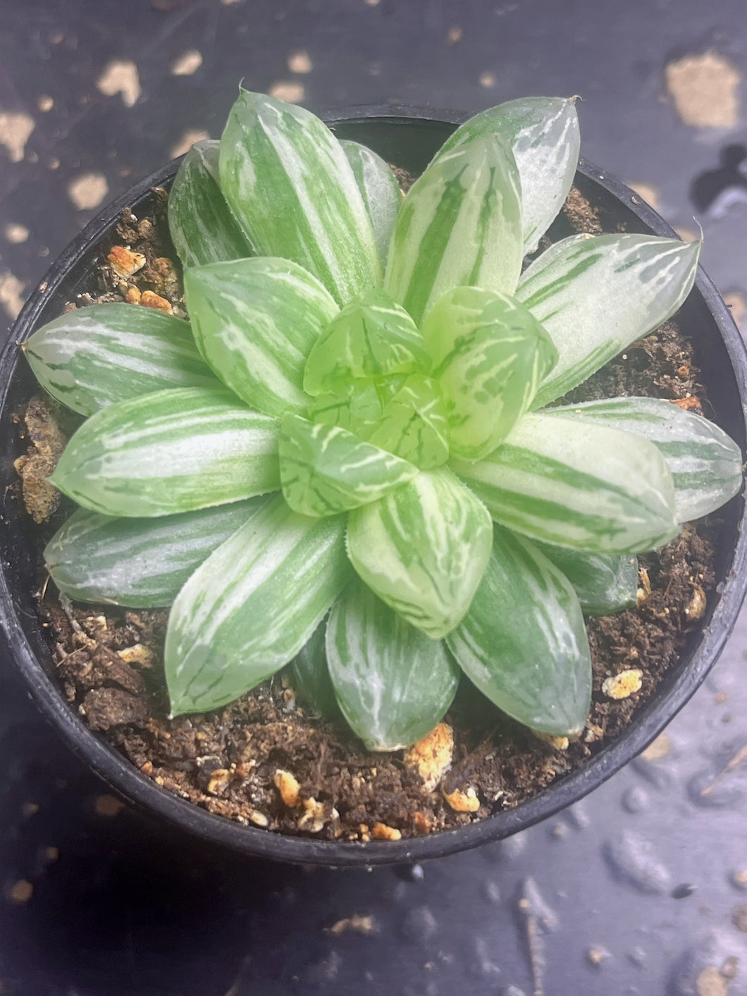 HAWORTHIA OBTUSA 'MARIN' VARIEGATED