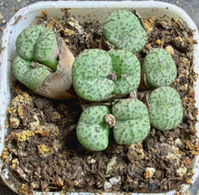 Load image into Gallery viewer, Conophytum mundum
