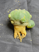 Load image into Gallery viewer, Lophophora peyote
