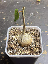 Load image into Gallery viewer, Ficus petiolaris
