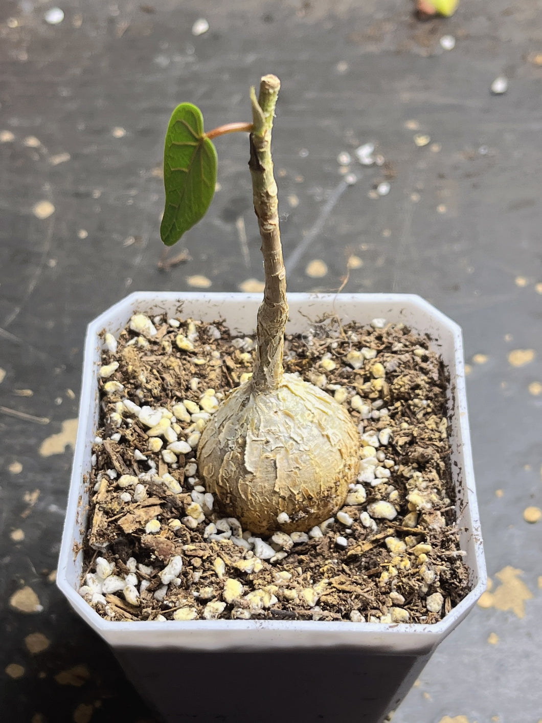 Ficus petiolaris