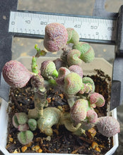 Load image into Gallery viewer, Adromischus marianiae
