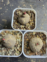 Load image into Gallery viewer, Euphorbia Rapulum
