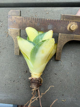 Load image into Gallery viewer, Agave  ‘ohi raijin’ yellow mediopicta variegated
