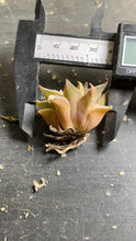 Load image into Gallery viewer, Haworthia retuse
