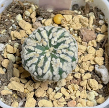 Load image into Gallery viewer, Astrophytum asterias
