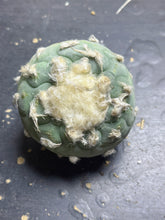 Load image into Gallery viewer, Lophophora peyote
