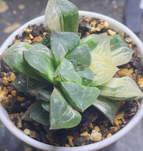 Load image into Gallery viewer, Haworthia Mutica Variegated
