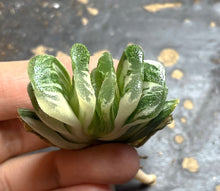 Load image into Gallery viewer, Haworthia truncata  variegated
