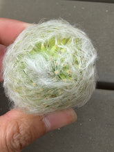 Load image into Gallery viewer, Mammillaria guelzowiana
