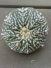 Load image into Gallery viewer, Astrophytum asterias
