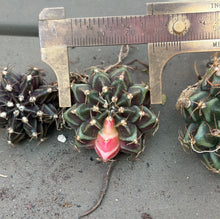 Load image into Gallery viewer, Gymnocalycium Friedrichii Variegated
