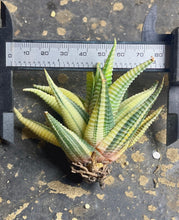 Load image into Gallery viewer, Haworthia limifolia f.variegata
